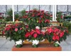 Burgundy Poinsettia